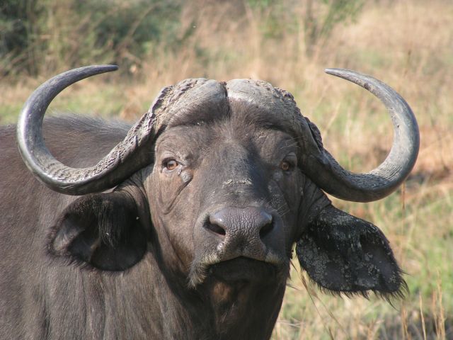 Bawół